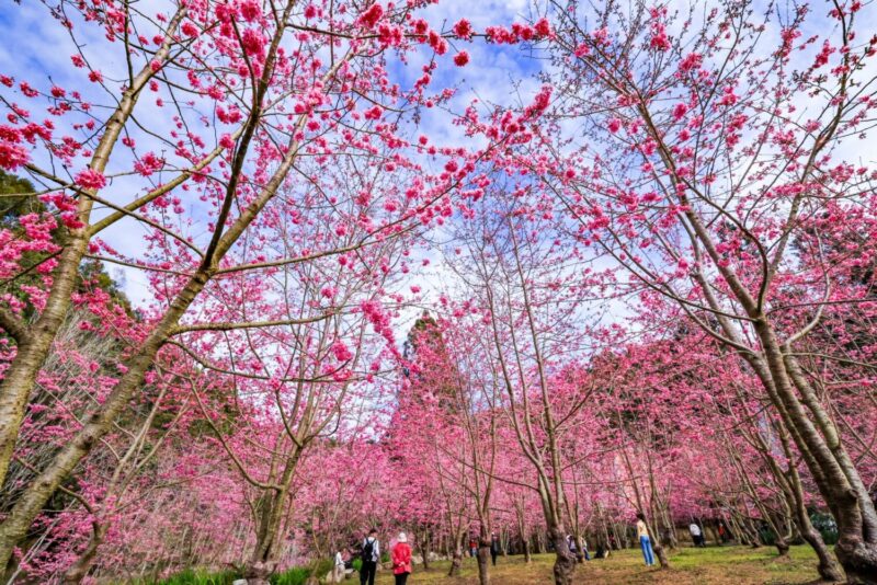 絕美櫻花勝地 杉林溪櫻花河岸奇景粉色隧道