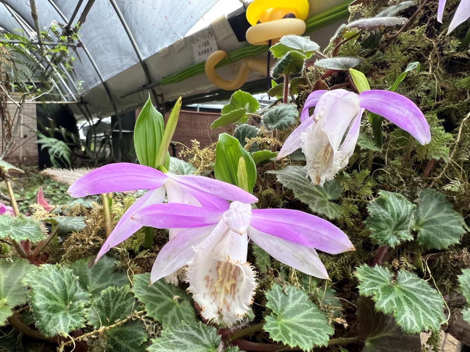 海拔2100公尺 臺大梅峰春之饗宴3/14登場