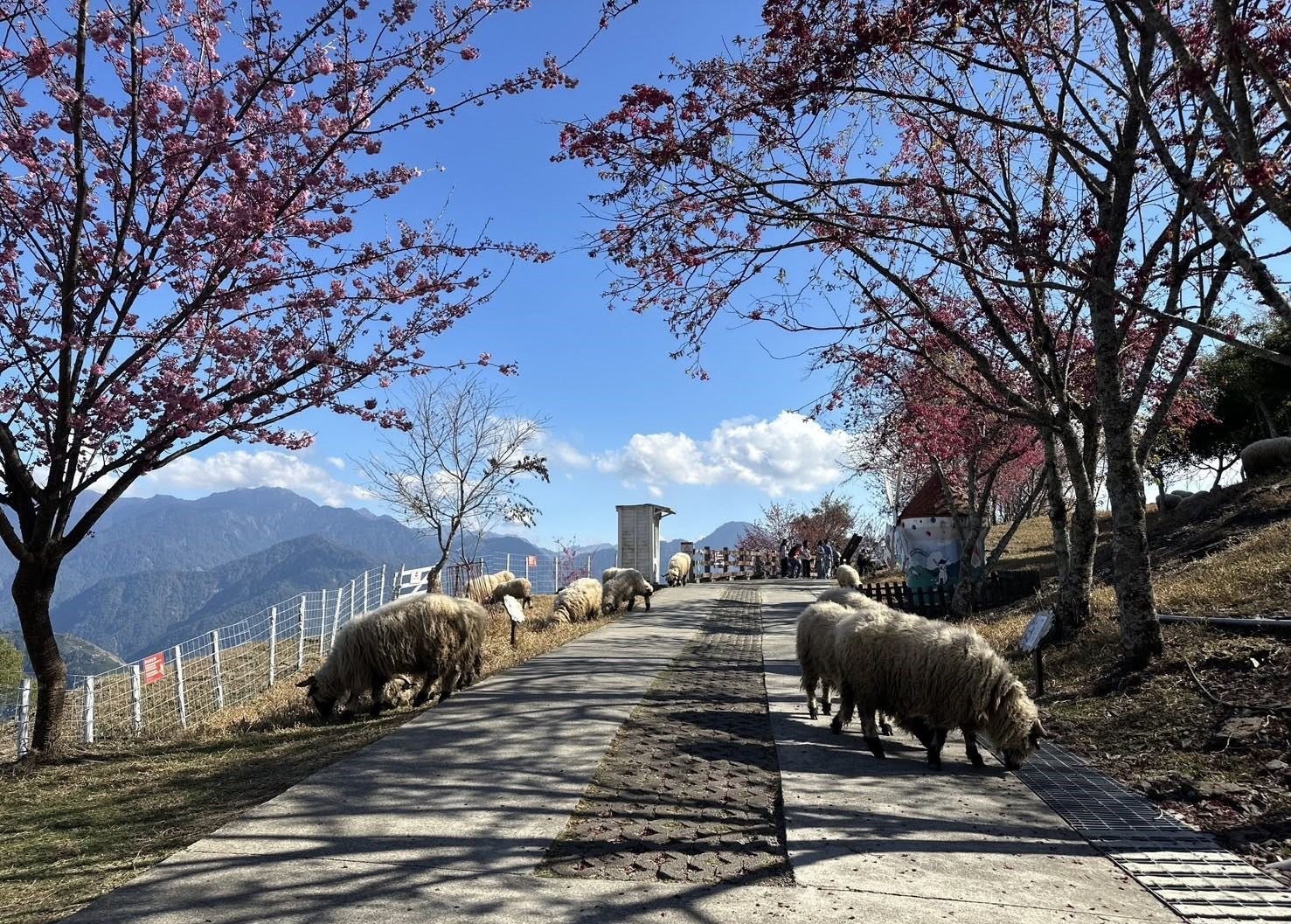 清境粉紅櫻花綻放 與綿羊共譜春日進行曲