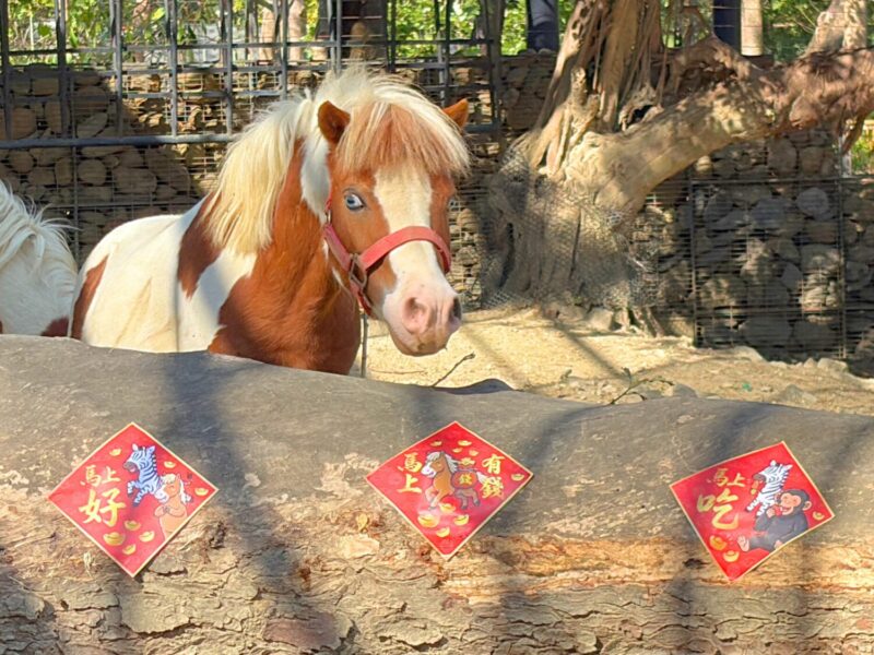 動物圍爐過馬年 高雄壽山動物園特製「金馬五吉」年菜