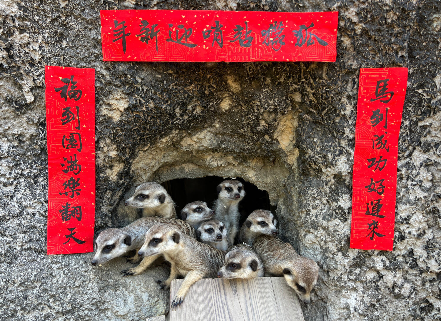 動物圍爐過馬年 高雄壽山動物園特製「金馬五吉」年菜