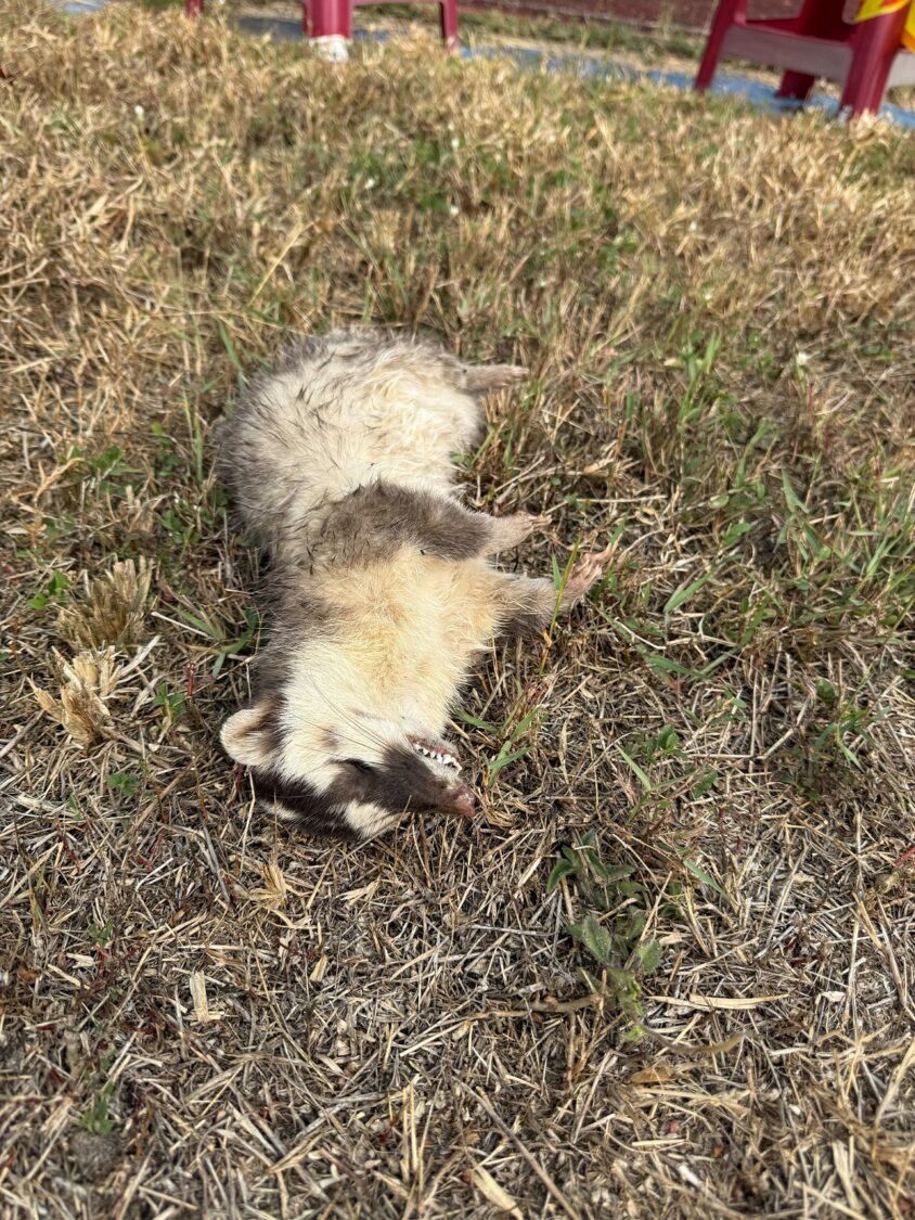 春日鄉再現狂犬病鼬獾，屏東縣今年首例