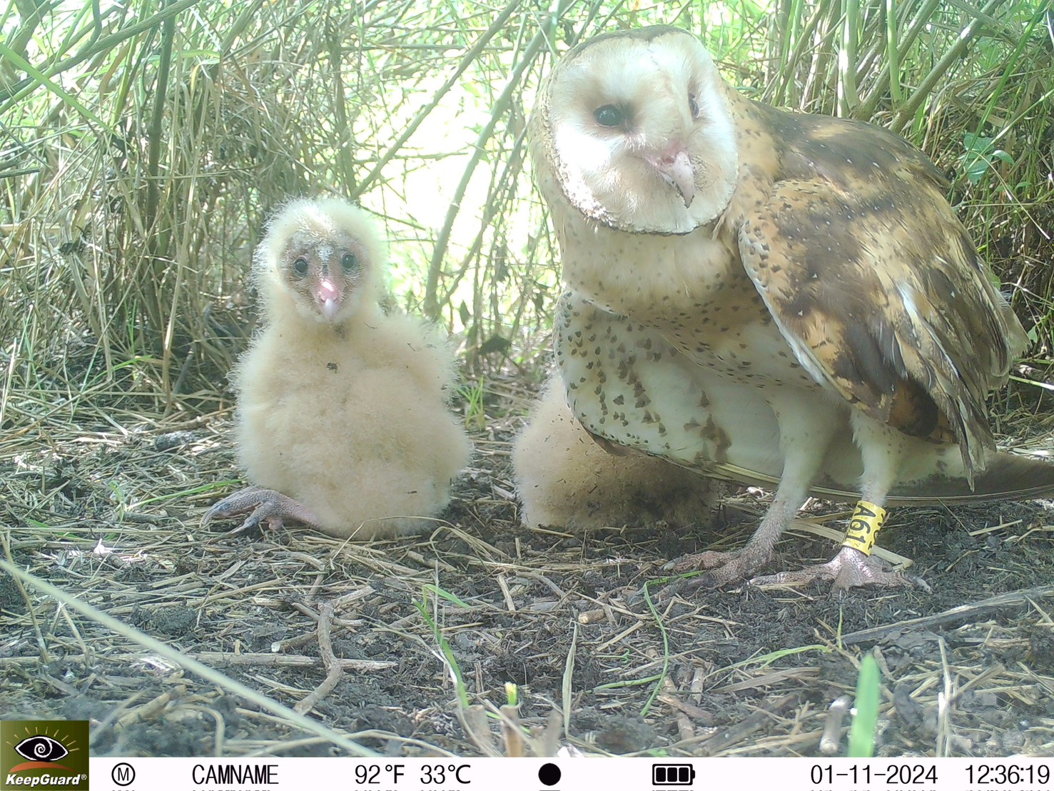 屏東率全台之先 打造海豐圳寮濕地保護示範區 從「暗夜守護者」草鴞 看見國土綠網的關鍵拼圖