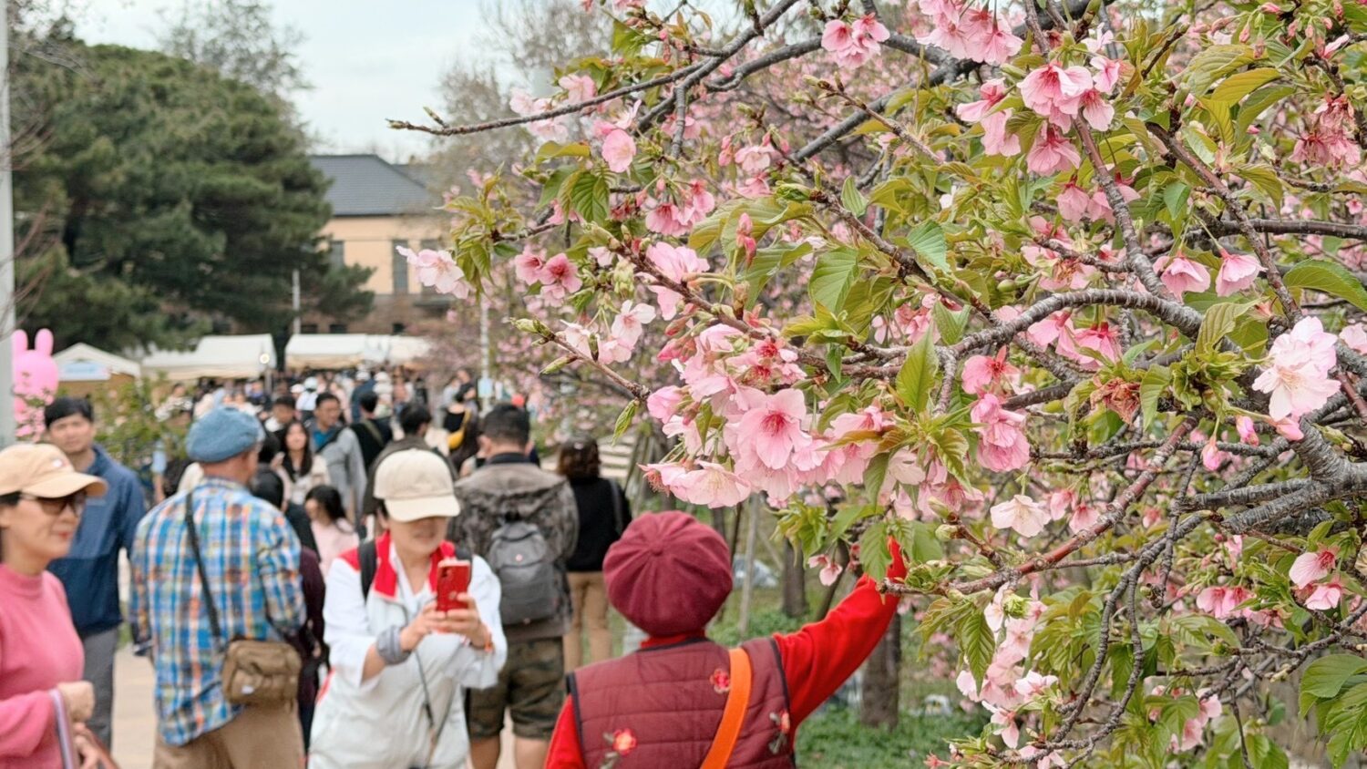 2026新竹市賞花季首週吸引超過3萬人次  百年公園人氣暢旺