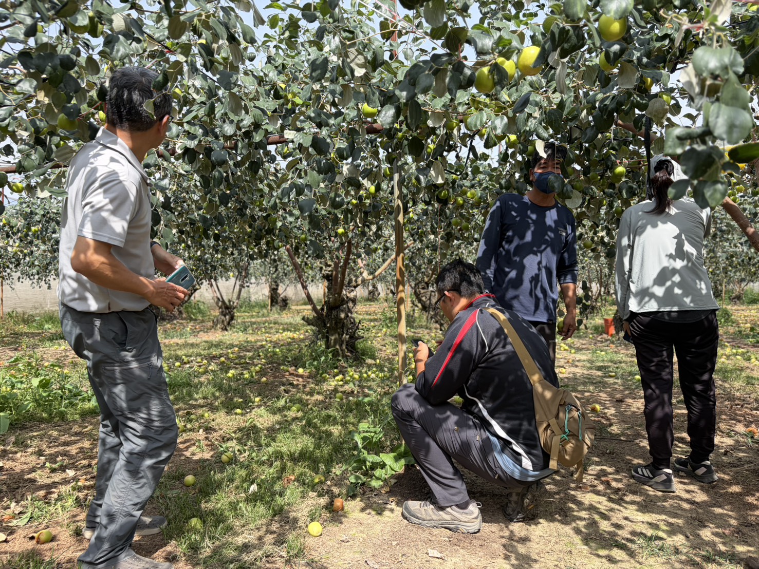 高雄2-3月霪雨致災 棗農損救助3/18起受理