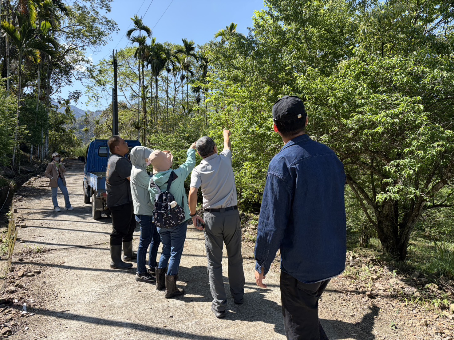 1至２月乾旱(遲發性)致災 高雄青梅農損救助3月19日起受理