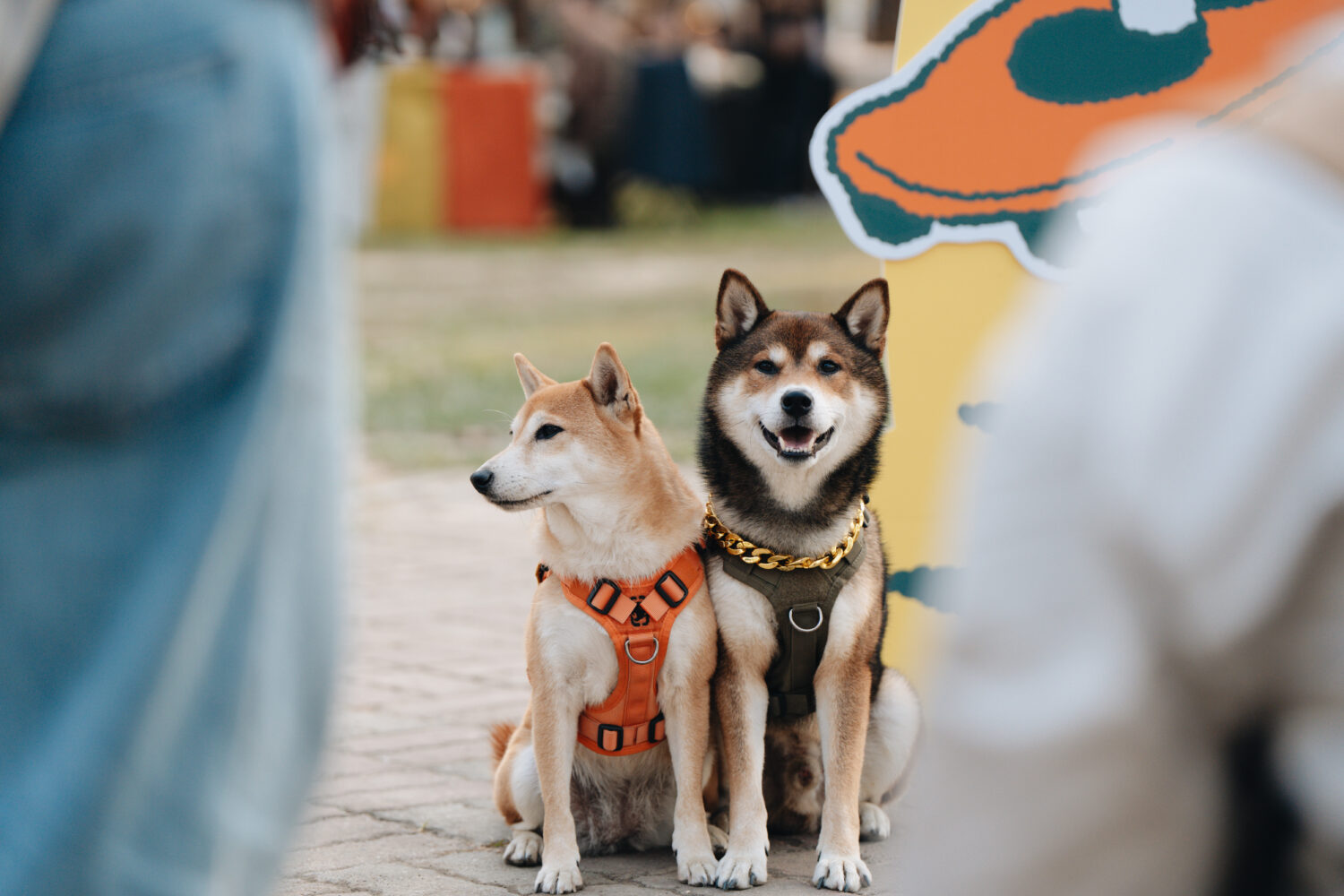 高雄「好伴」萌寵趣味運動會 4/11-12 岡山公園爆笑登場 短腿低底盤極速大賽！
