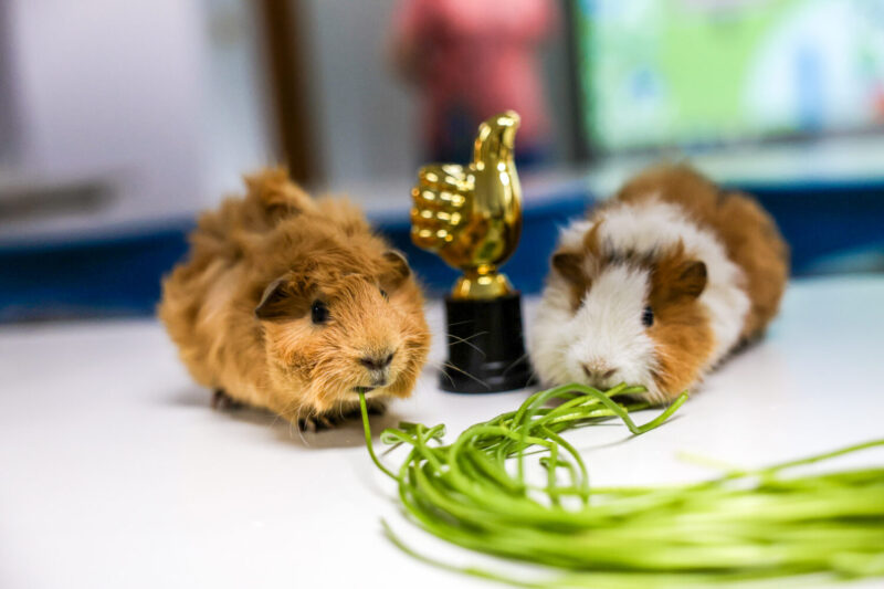 高雄市動保處邀獸醫開講「天竺鼠神隊友」大補帖 首屆「吃水蓮大賽」同步登場 冠軍獲價值4000元健診好禮