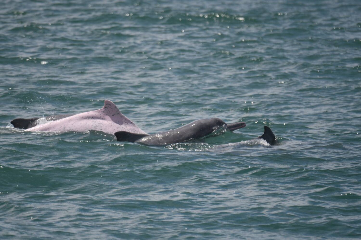 海保署公布白海豚114年度監測成果　新增4隻幼豚納入個體名錄