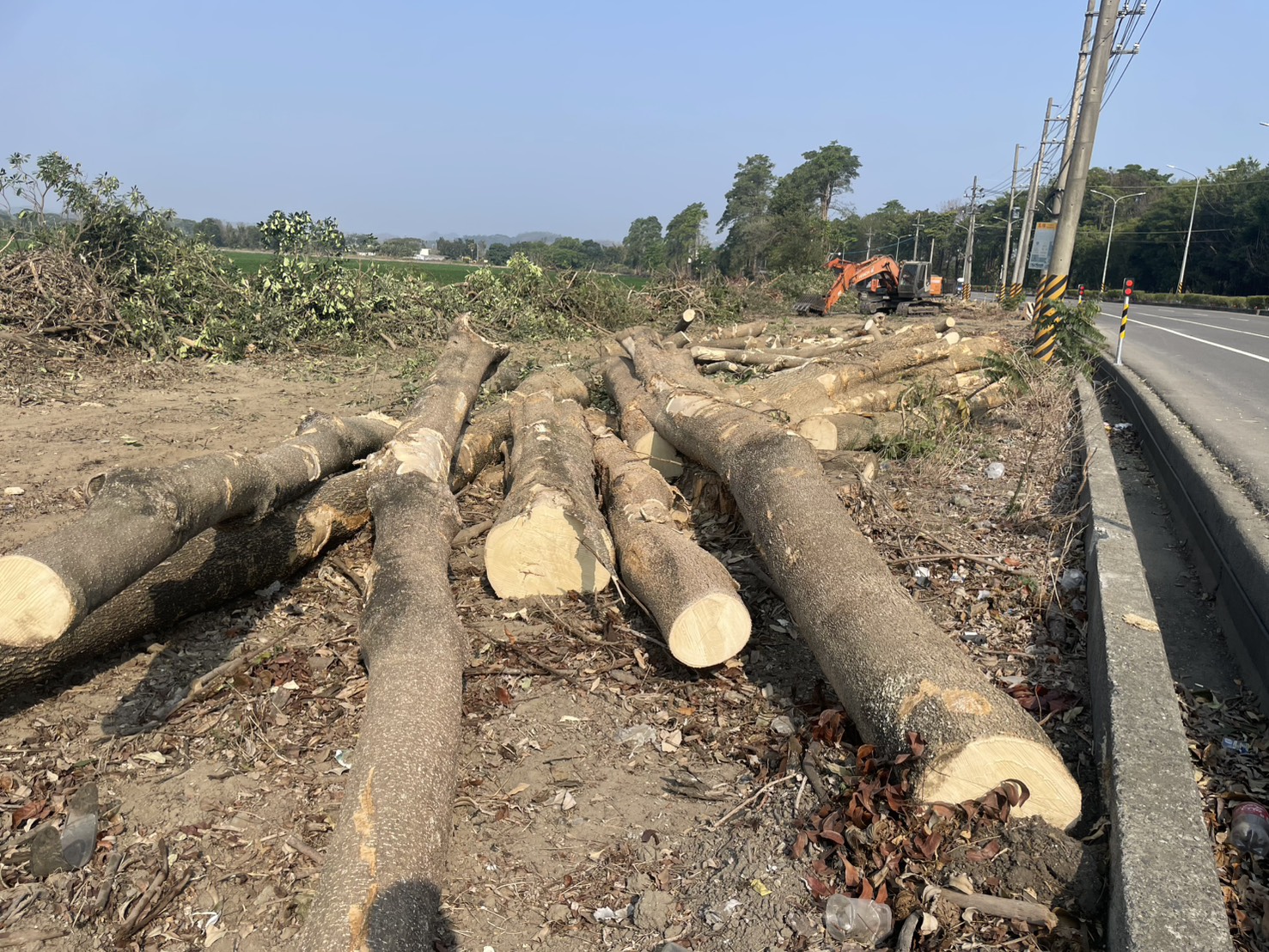 台糖台3線林園大道突遭大規模砍伐　邱議瑩要求立即停止作業，明早現勘釐清