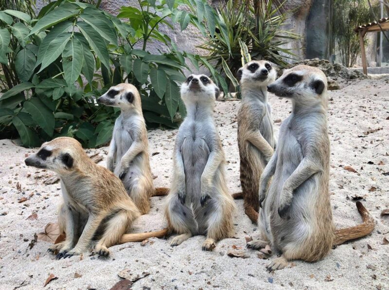 慶祝兒童節 高雄壽山動物園12歲以下兒童免費入園  「壽Q家族」人氣票選同步開跑