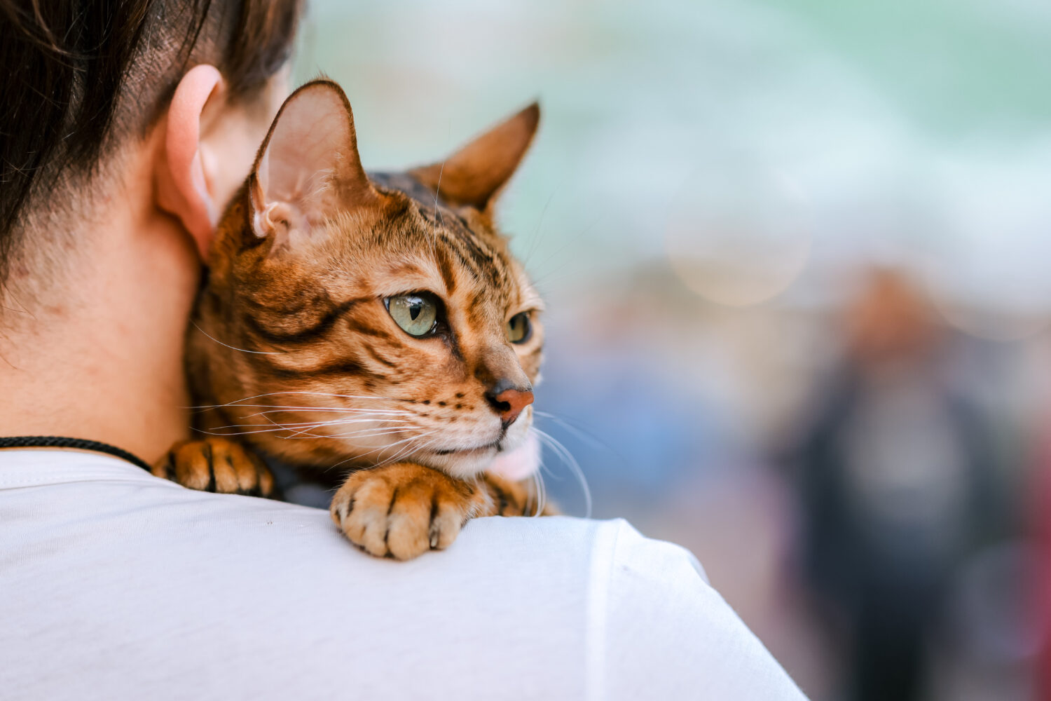 「喵」不可言寵物嘉年華，小農農產×毛孩友善主題攤位熱鬧開逛 神農市集推出喵皇「植」民計畫