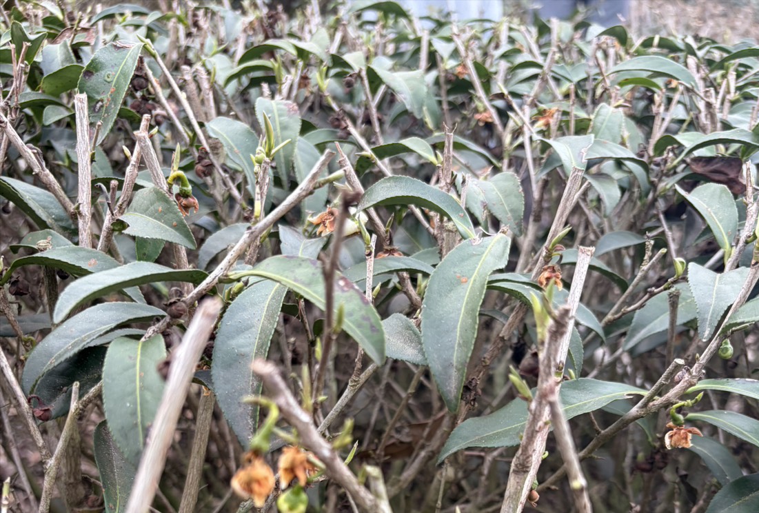 1-2月乾旱(遲發性)致災 高雄茶農損救助即日起受理