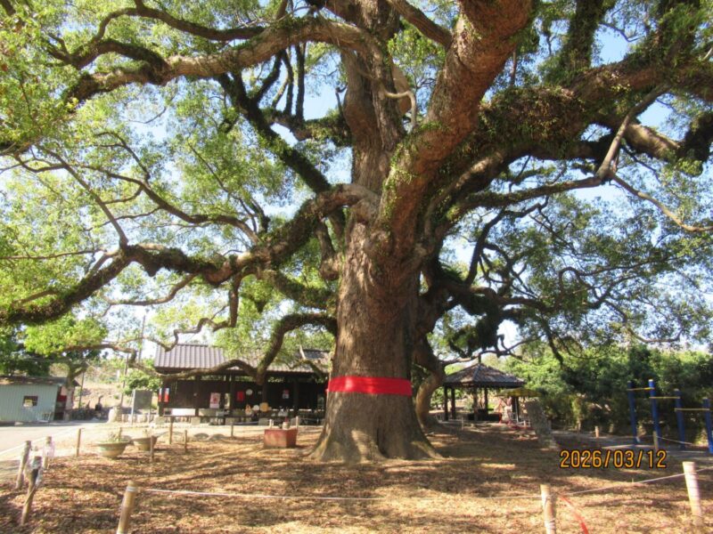 草屯七股神木擺脫病腐危機  跨界合作救治成功