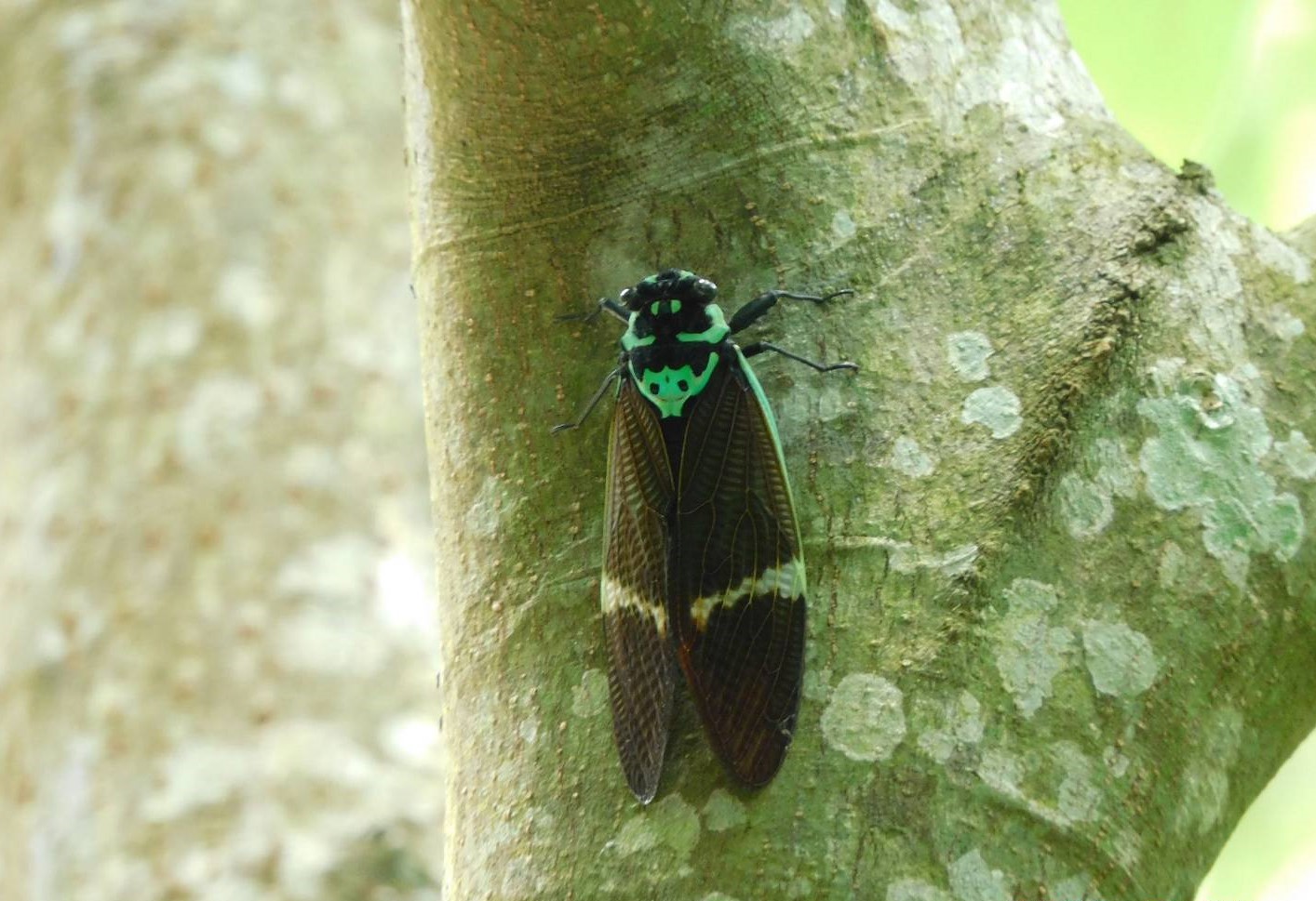 南投植樹節活動 埔里福興溫泉區登場
