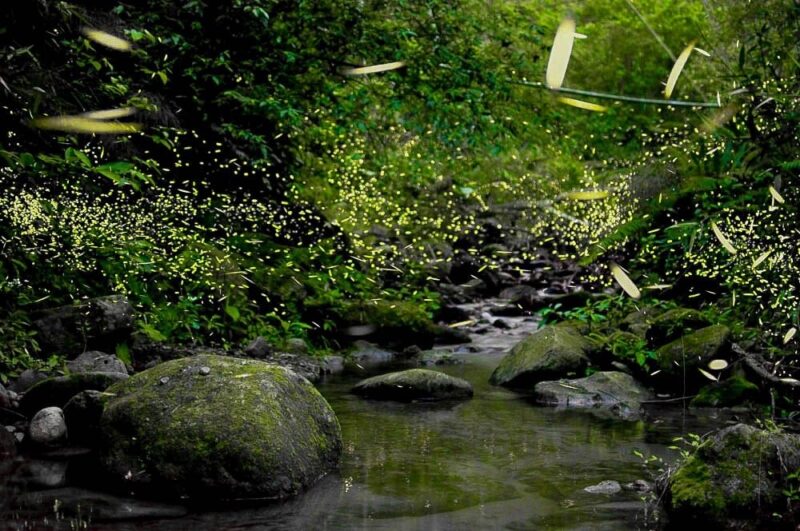 南投螢火蟲季啟動  4大賞螢區點亮春夏夢幻螢河