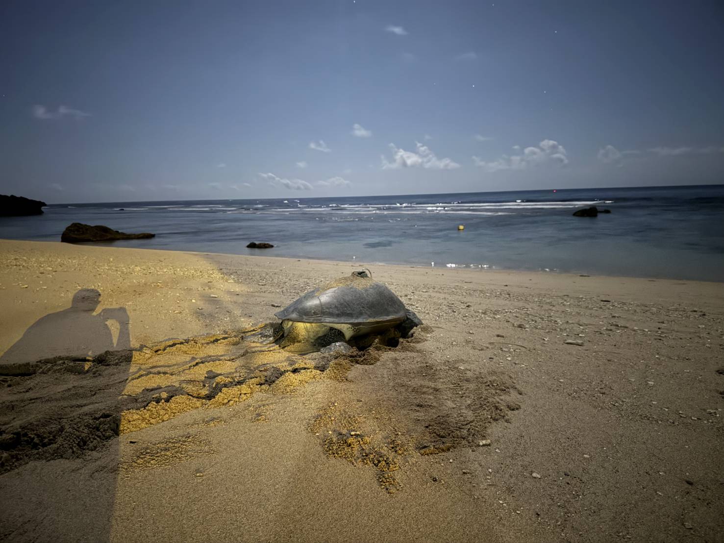 氣候變遷下，小琉球罕見冬季低溫卵窩 可望成為海龜雄性稚龜的重要來源
