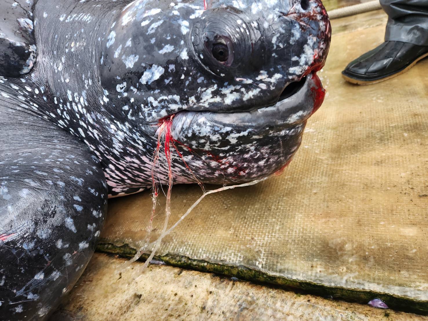 海保署：宜蘭梗枋革龜誤食漁網不幸死亡