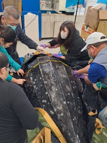 海保署：宜蘭梗枋革龜誤食漁網不幸死亡