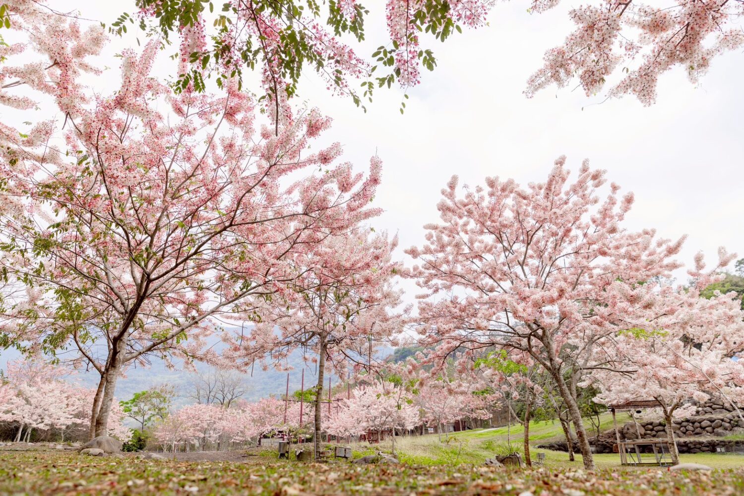 高雄4月進入最美花季 來「六龜湯旅春遊季」賞花、泡湯、聽音樂一次滿足