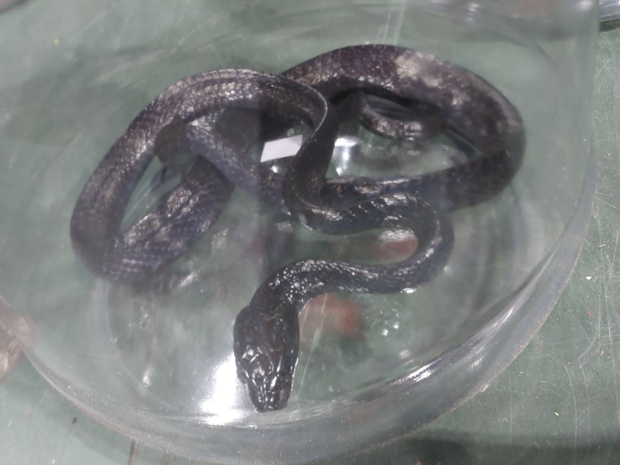 竟然有人在網上購買牠！好在高雄關即時攔截