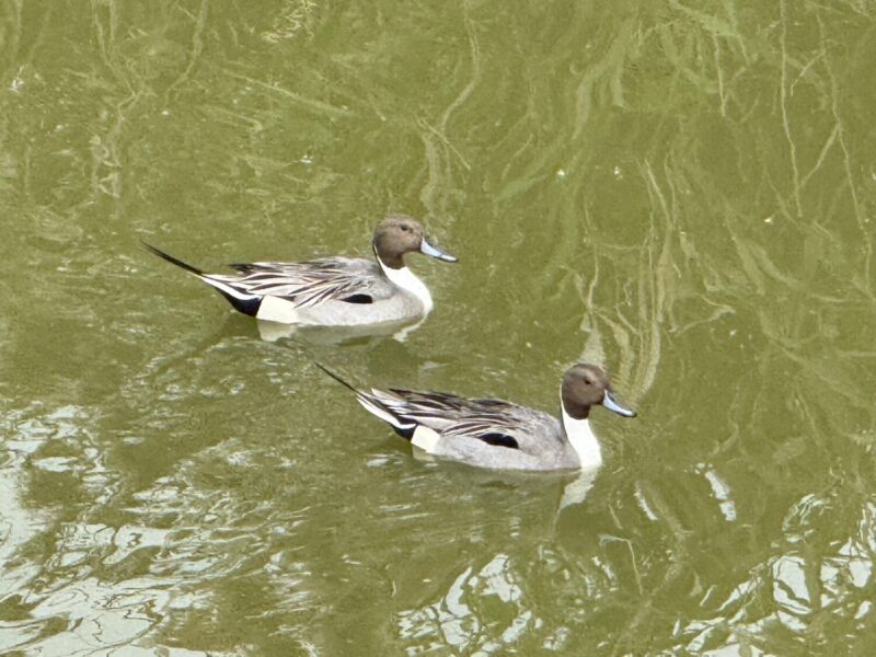 高雄茄萣濕地最萌屁股天團「尖尾鴨」羽你相遇！