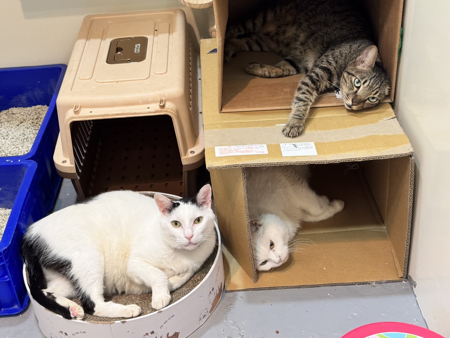 國際寵物日掀暖流！瑪氏「買三捐一」助浪浪找回幸福