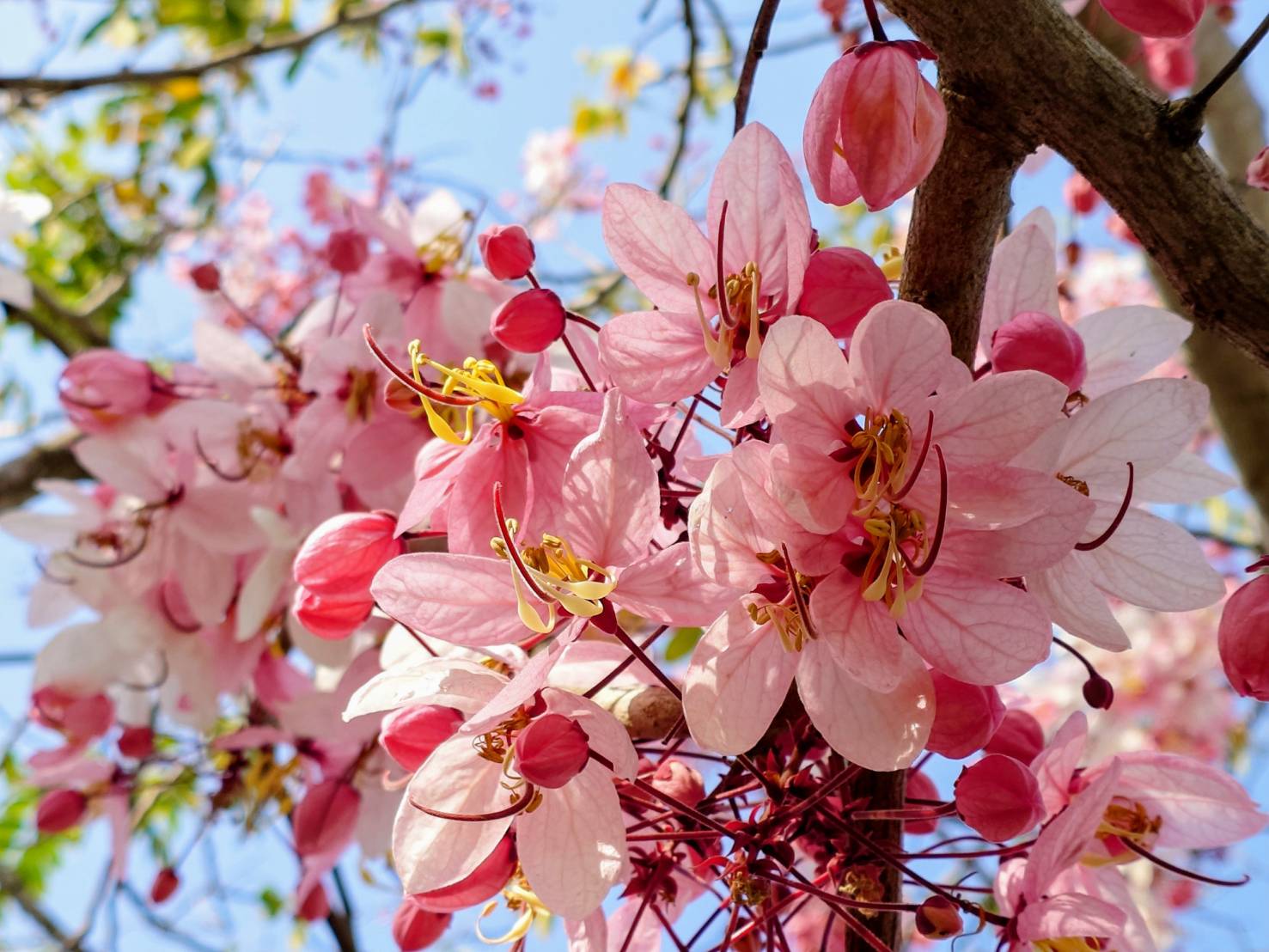 粉色花海綿延數公里　六龜區台27甲線花旗木盛開