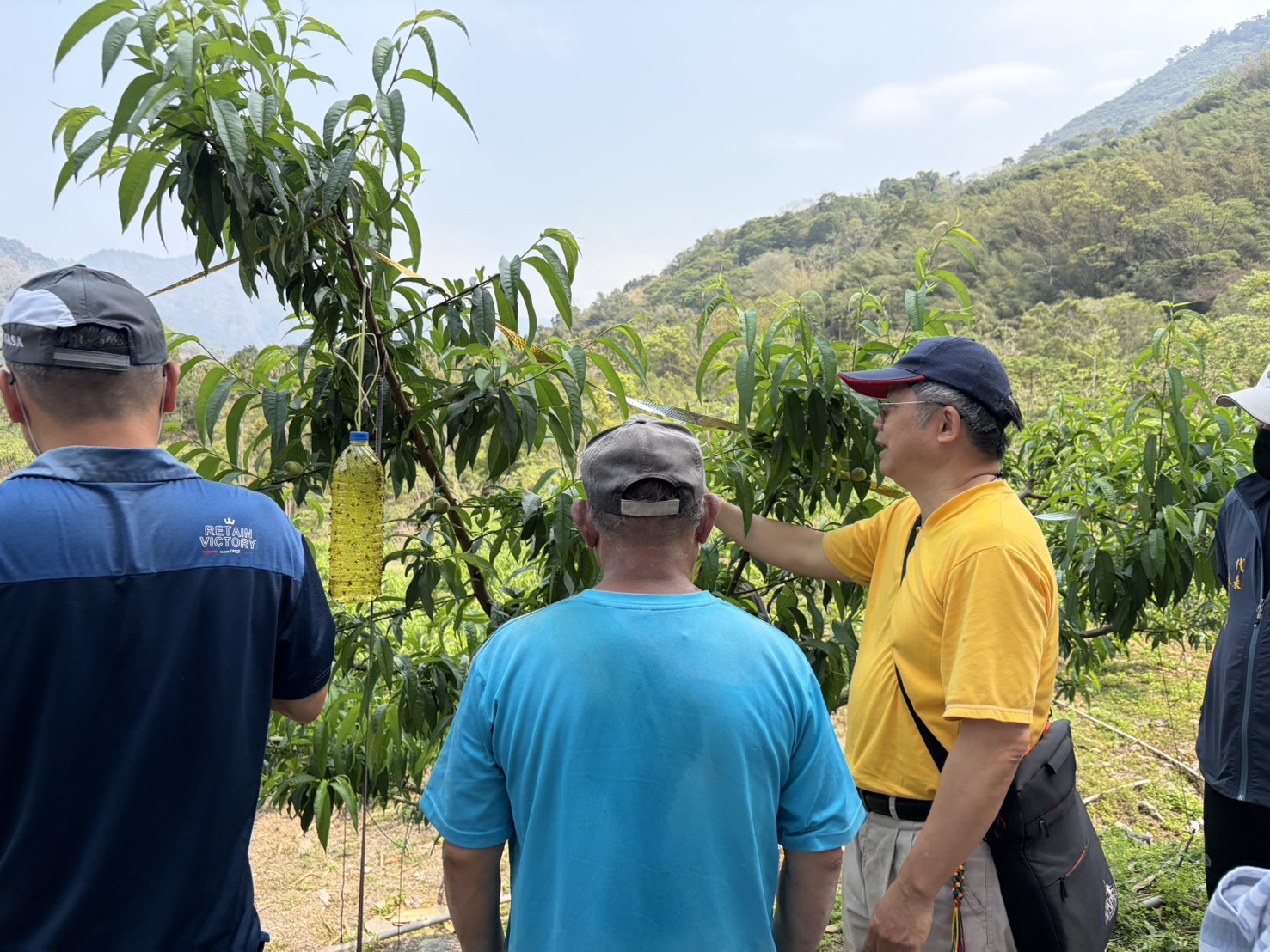 高雄1-2月乾旱(遲發性)致災 那瑪夏區水蜜桃農損救助即日起受理