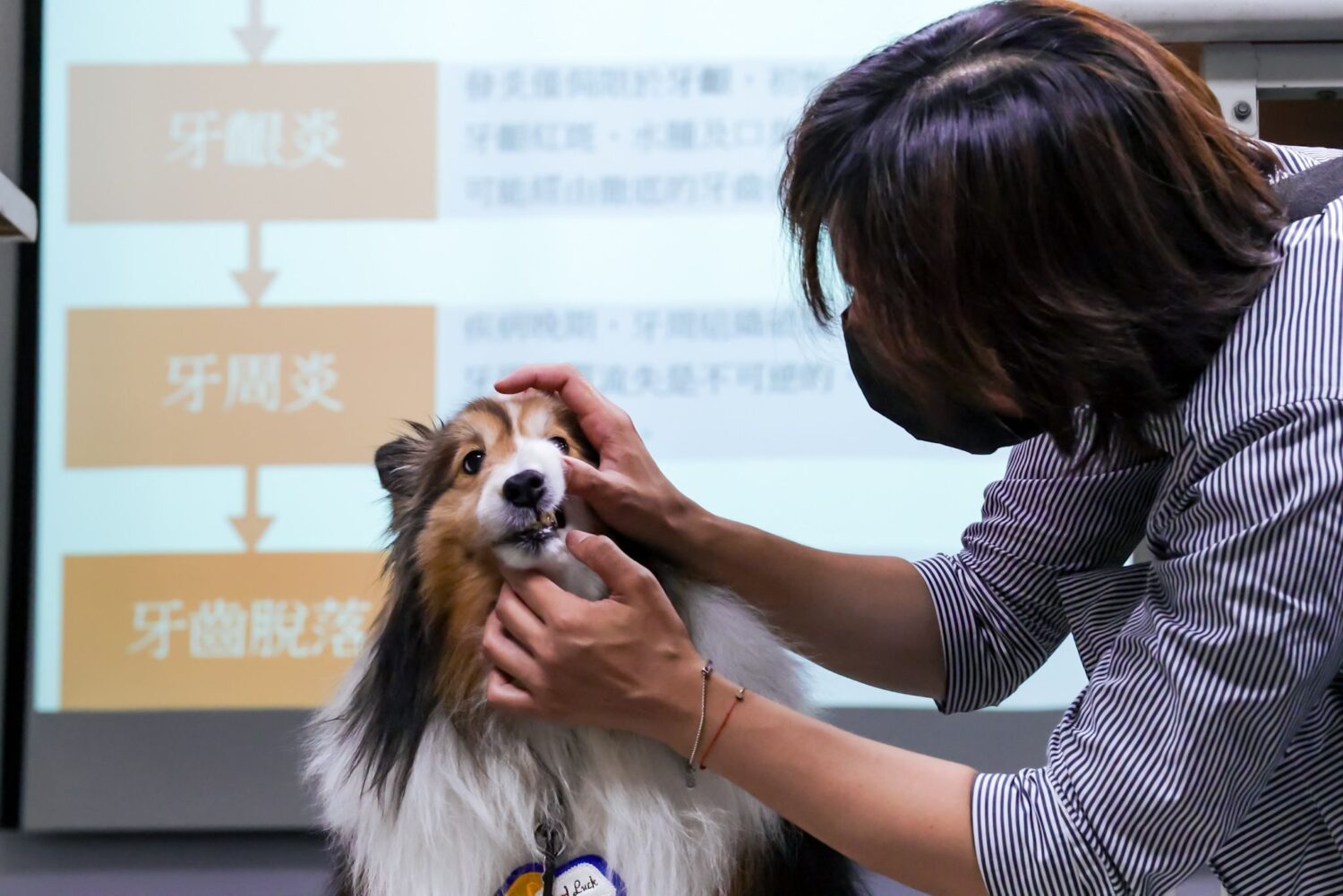 毛孩「齒」度大開！ 高雄動保處教隻萌犬學刷牙！
