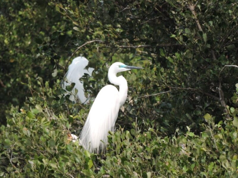 看鷺科鳥類銜枝定情 共築援中港春日情歌