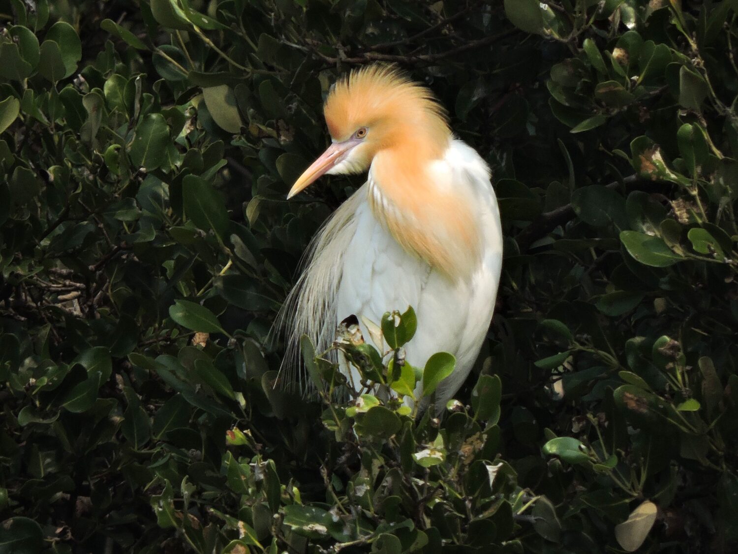 看鷺科鳥類銜枝定情 共築援中港春日情歌