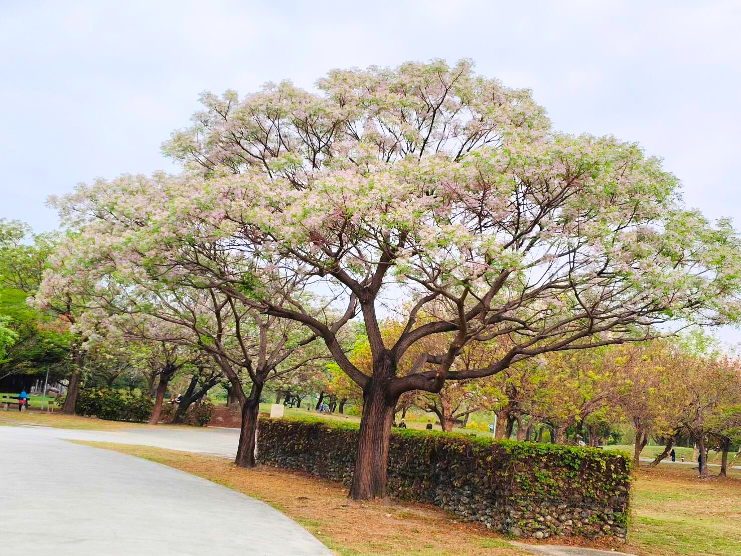 楝花紫雪輕飛揚  妝點春日港都風景