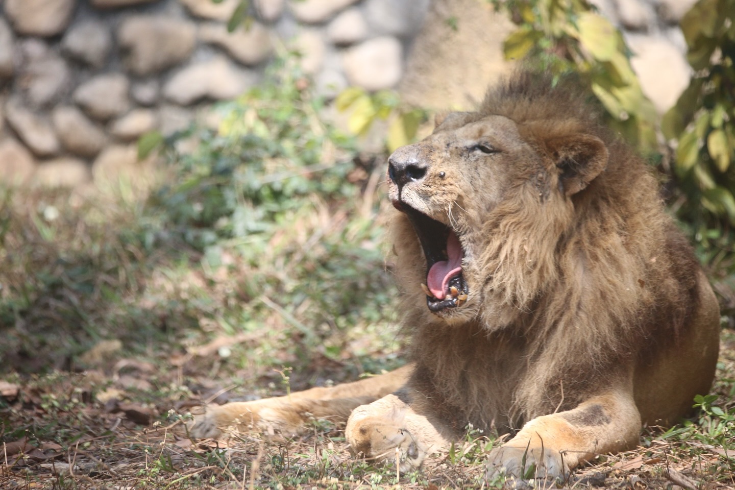 23載生命旅程圓滿謝幕 高雄壽山動物園非洲獅「二哥」高齡辭世