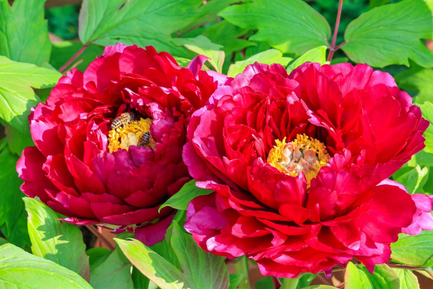 杉林溪牡丹花首度戶外展出  提升賞花質感