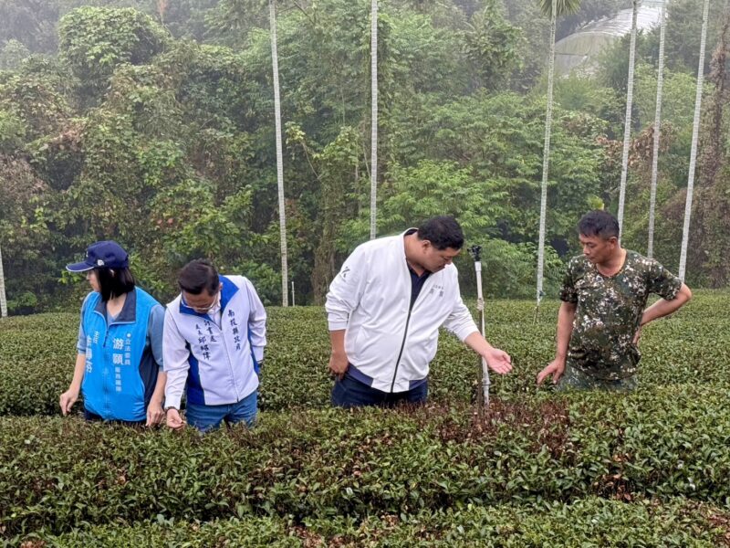 南投茶葉乾旱災損 符合資格茶農可申請救助