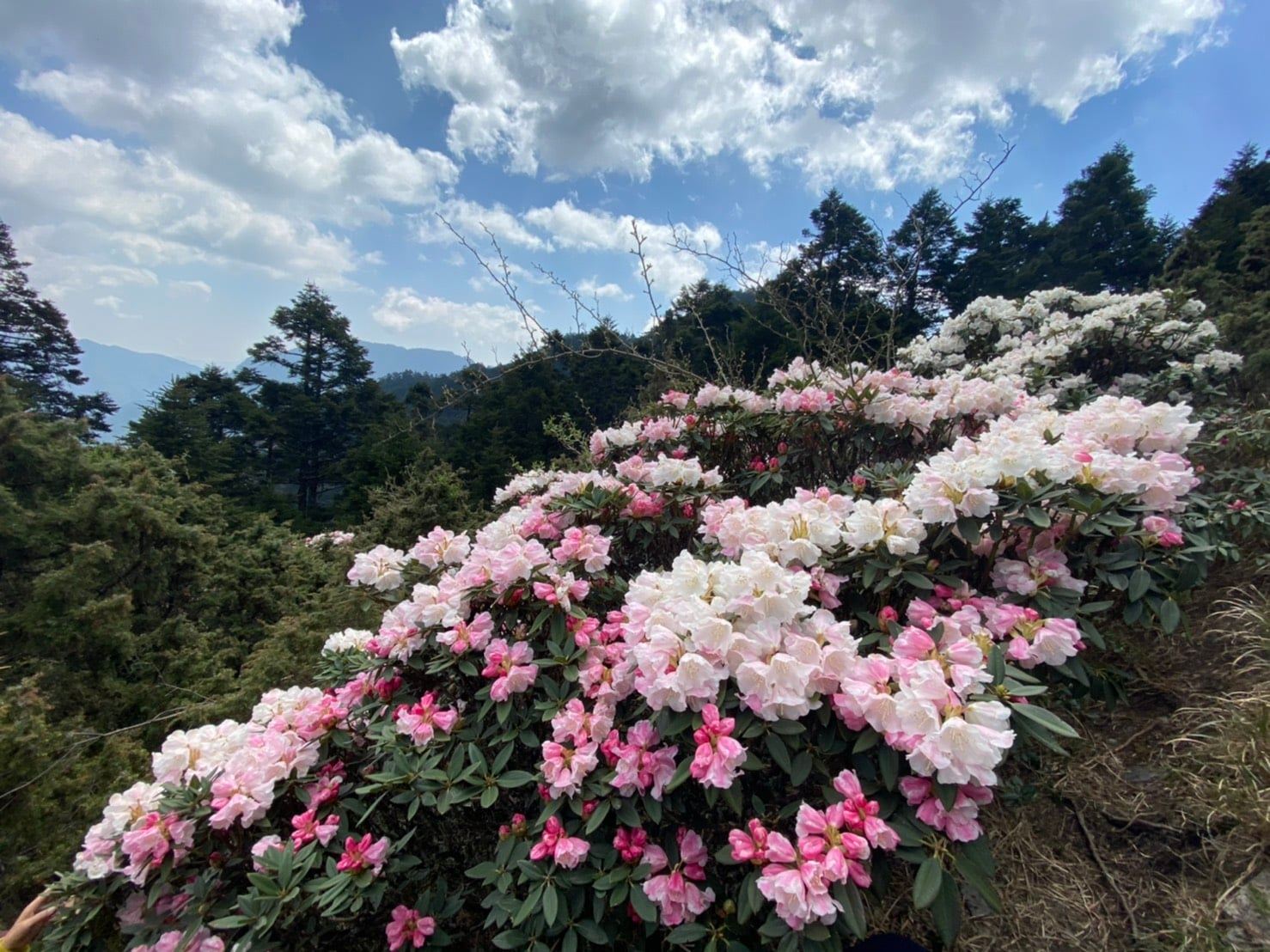 2026合歡山杜鵑花季 完整懶人包