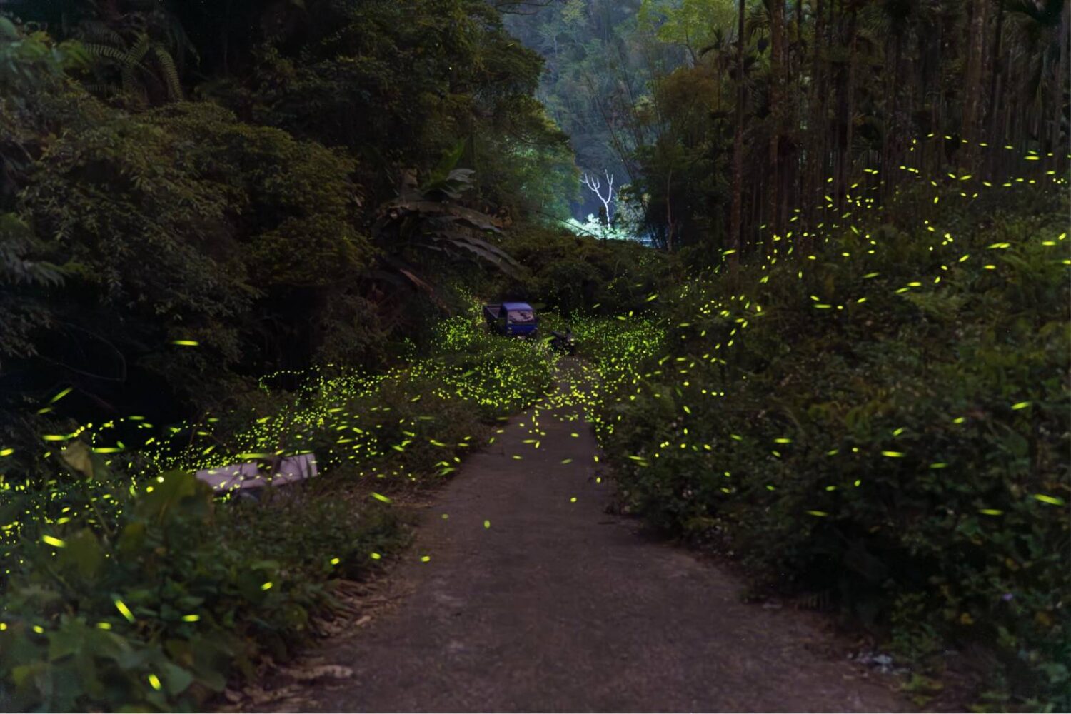 地上的銀河  信義鄉潭南螢火蟲季開幕