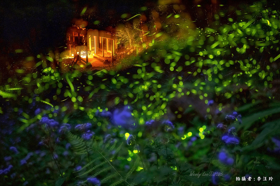 惠蓀林場賞螢登場  週五六免費導覽