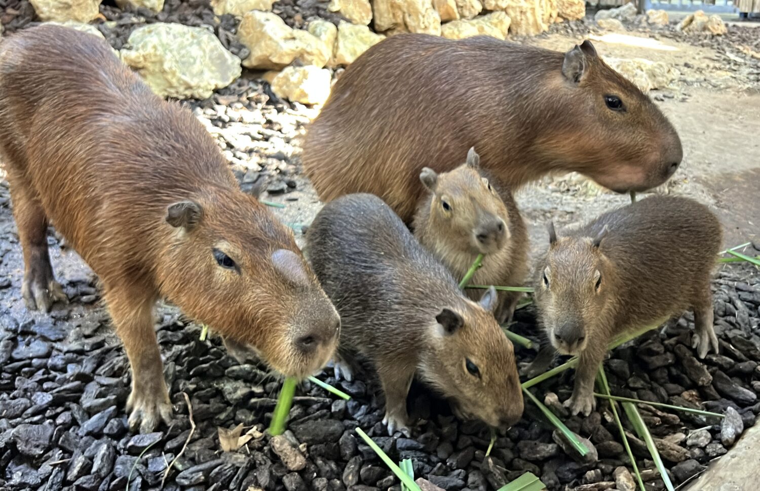 壽山動物園「壽Q家族」最後催票 邀民眾5/2變裝免費入園參加遊行