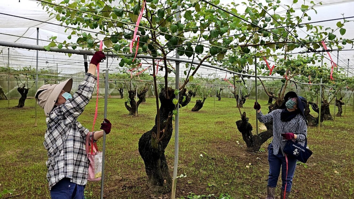 臺南棗保險開始受理投保　打造農業抗災安全網