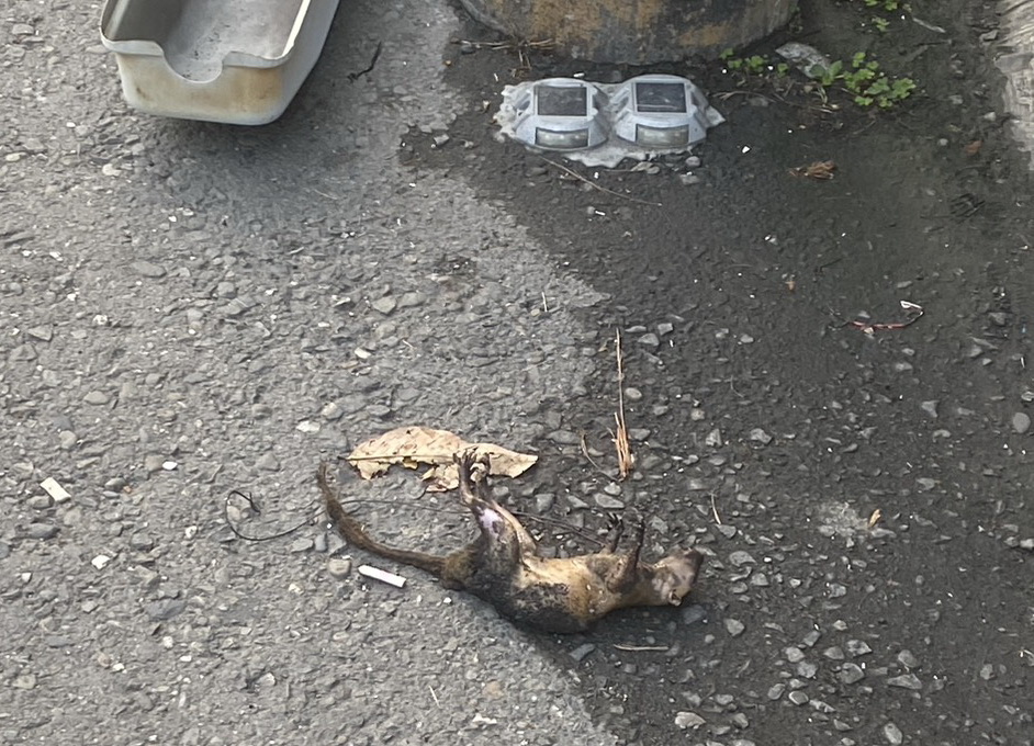 小松鼠闖禍 造成大寮區正氣路一帶停電