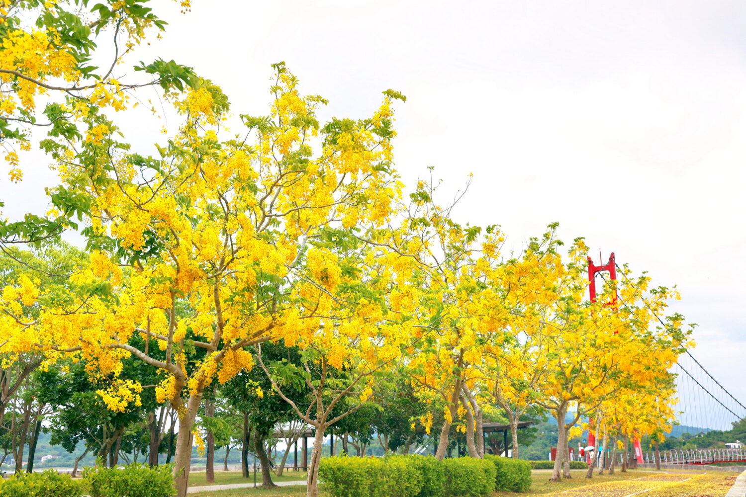 花開港都迎夏意 阿勃勒增添高雄市容風華! 花開港都迎夏意 阿勃勒增添高雄市容風華!