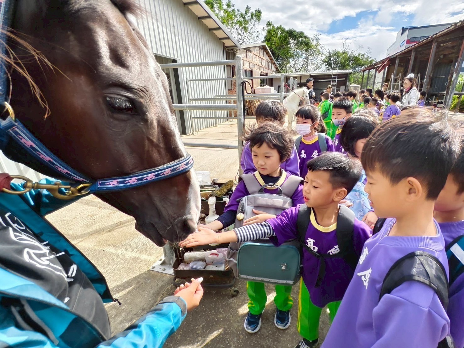 從真實接觸中認識馬術運動背後的照護、安全與尊重。