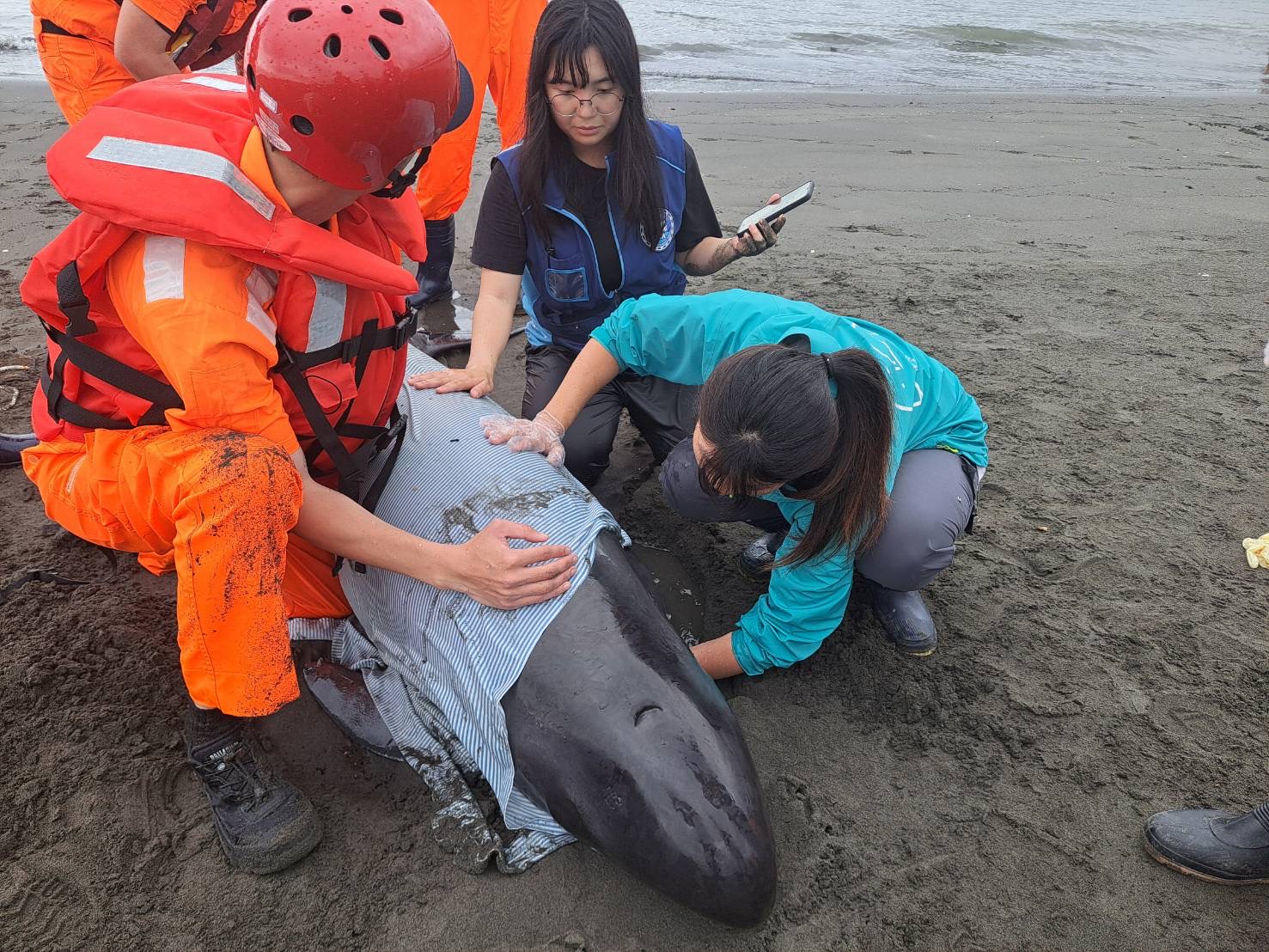 新北市八里北堤沙灘4隻擱淺小虎鯨 海保署MARN團隊全力搶救