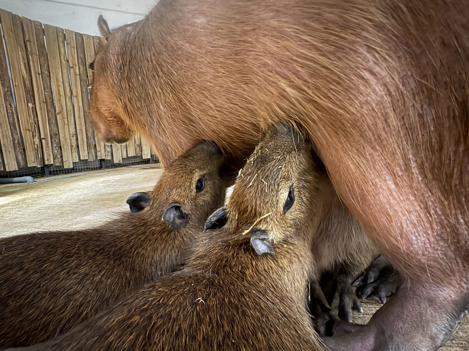 高雄壽山動物園推母親節女性與12歲以下兒童免費入園 新生動物＋話題特展 打造南台灣親子旅遊亮點