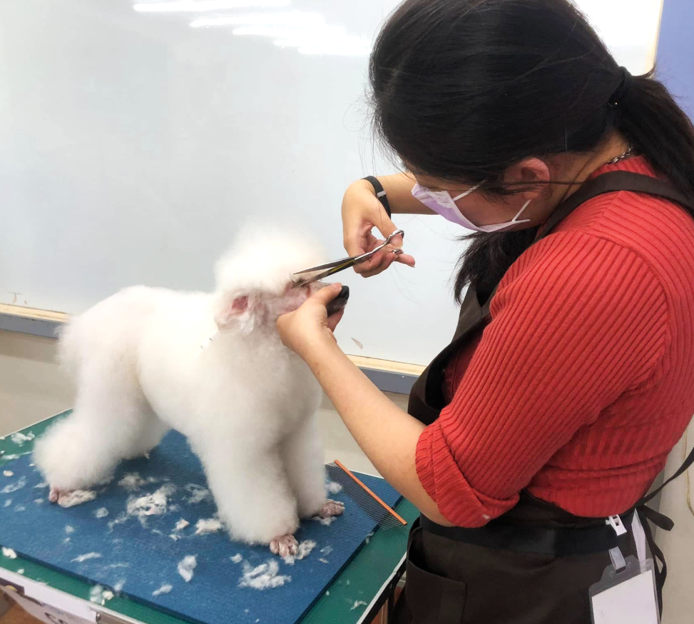 幫毛孩洗香香不再踩雷！高雄市動保處宣導推動「犬貓美容定型化契約」守護業者與飼主的小確幸
