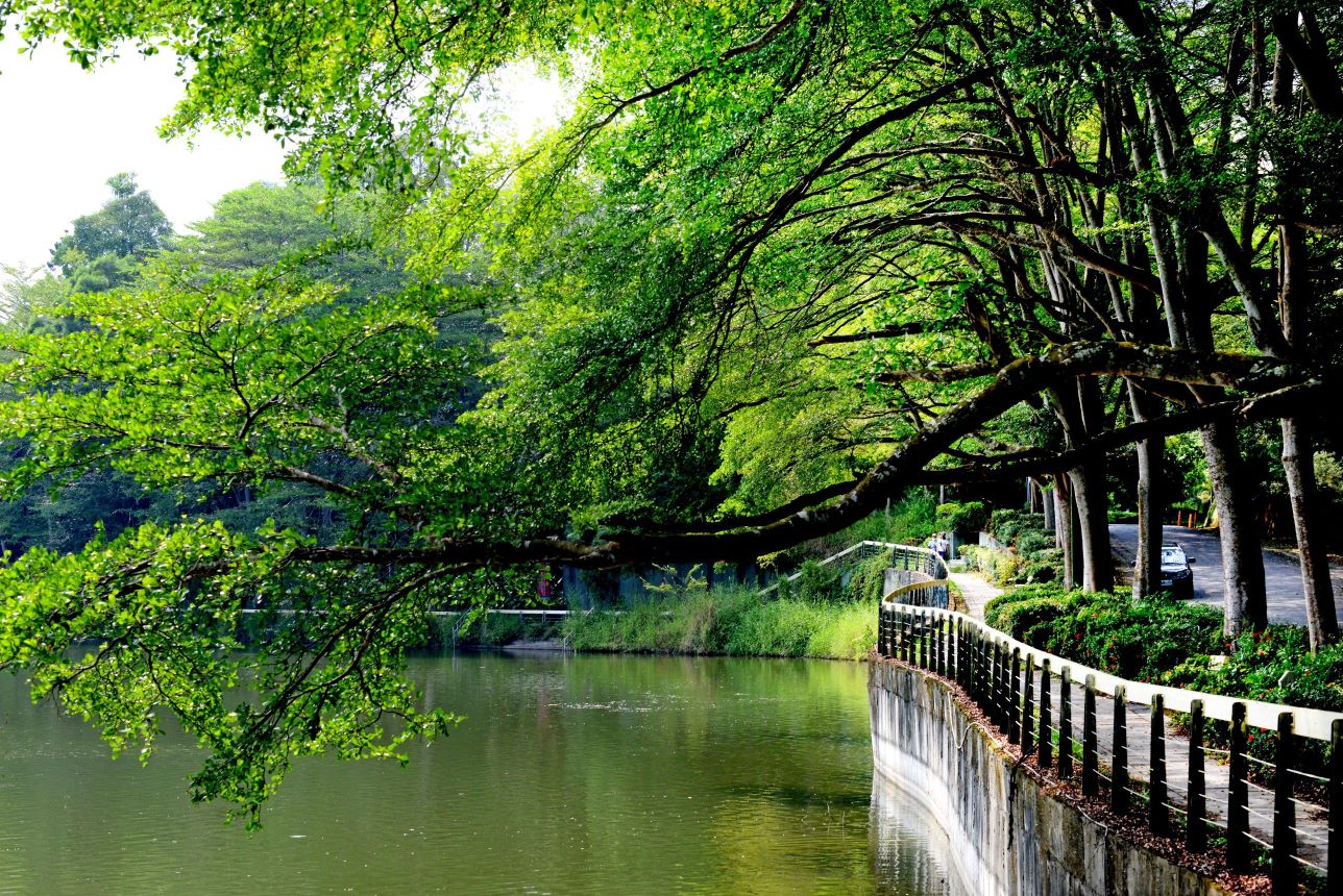 台南山線低碳旅遊新選！兩天一夜虎頭埤湖畔露營與森林浴指南