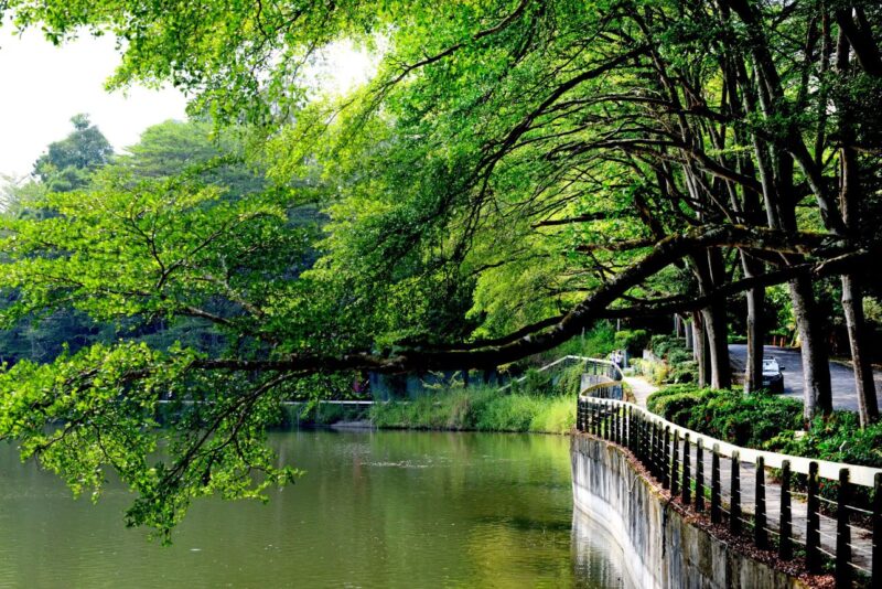 台南山線低碳旅遊新選！兩天一夜虎頭埤湖畔露營與森林浴指南