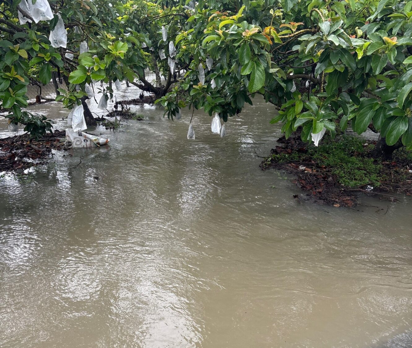 屏東豪雨農損累計逾1.8億  現金救助全力辦理中